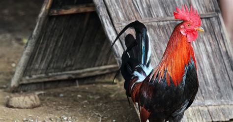 Top Breeds Na Malakas Manalo Sa Sabong .